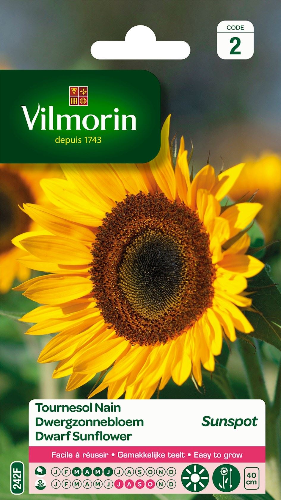 Dwergzonnebloem Sunspot Dwergzonnebloem Sunspot