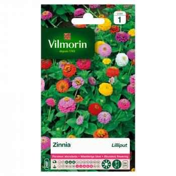 Zinnia Lilliput