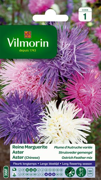 Aster Struisveder Gemengd Aster Struisveder Gemengd