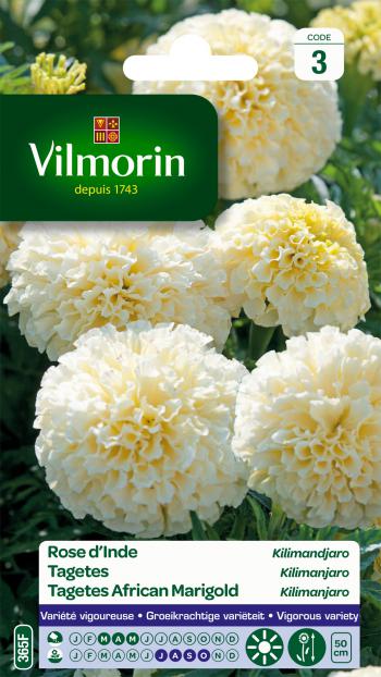 Tagetes Kilimanjaro Wit Tagetes Kilimanjaro Wit