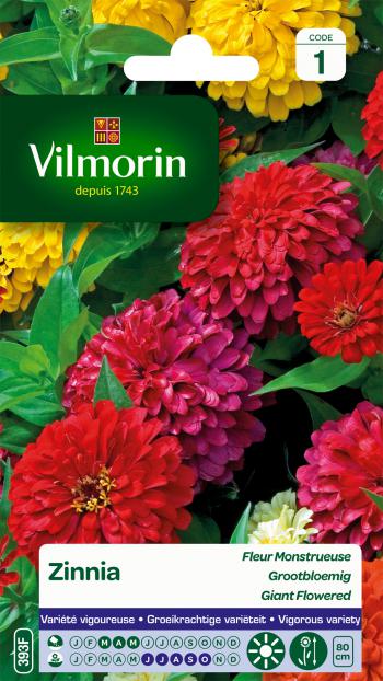 Zinnia Grootbloemig