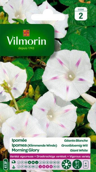Ipomea Wit Grootbloemig