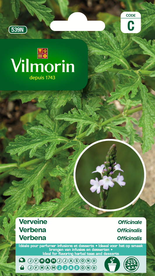 Verbena Officinalis