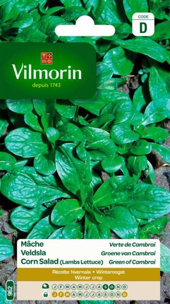 Veldsla Groene Van Cambrai Veldsla Groene Van Cambrai