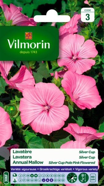 Lavatera Silver Cup Lavatera Silver Cup