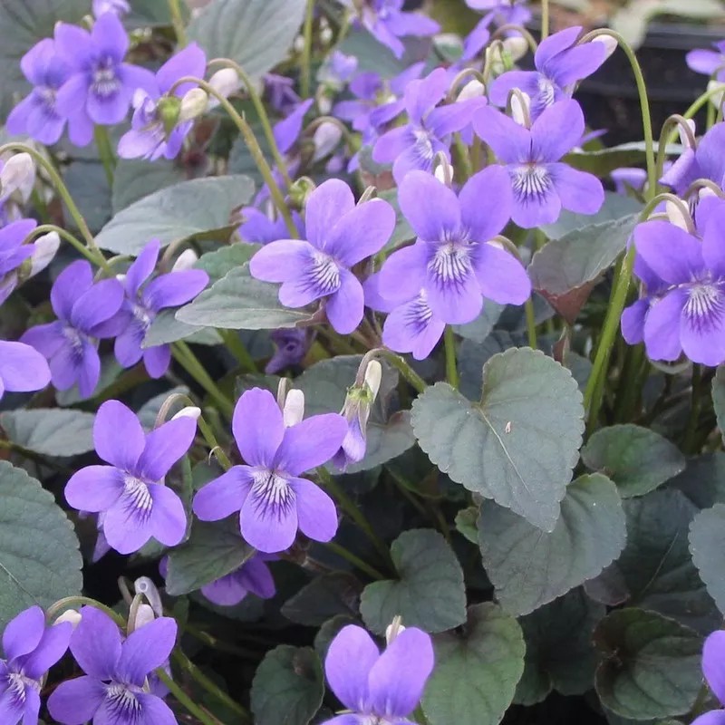 Viola labradorica Viola labradorica