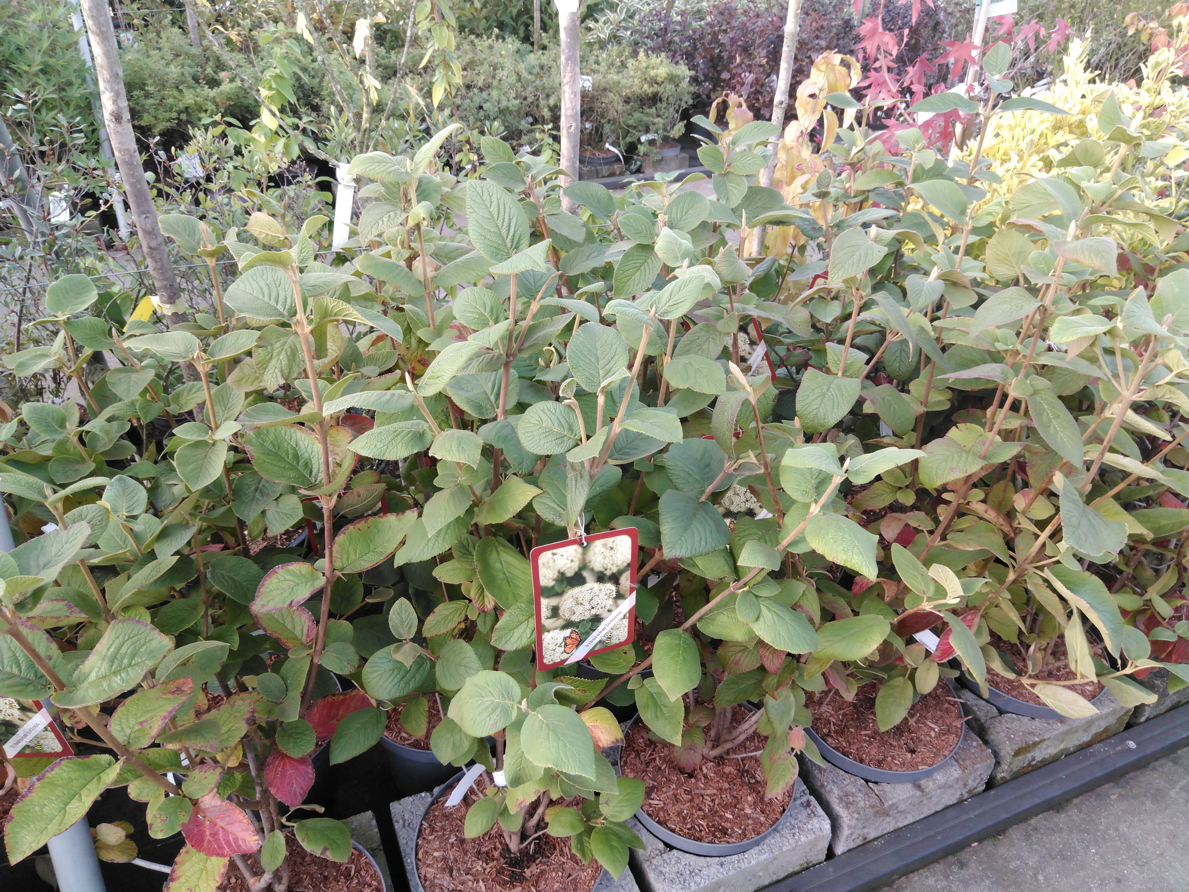 Viburnum lantana Viburnum lantana