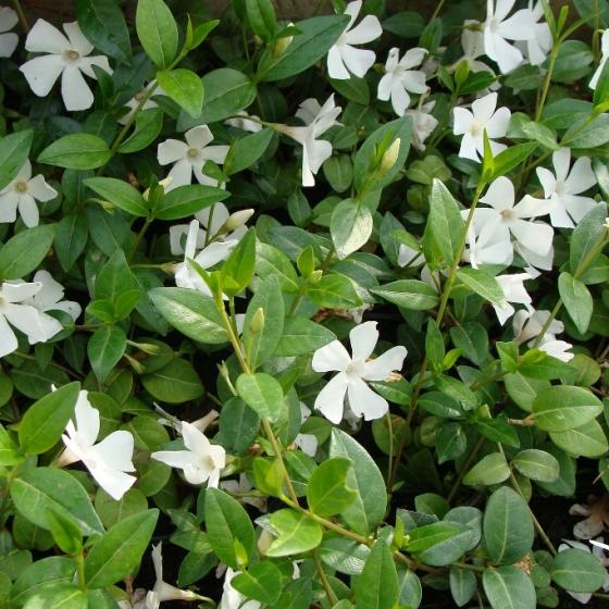 Vinca minor 'Alba' Vinca minor 'Alba'