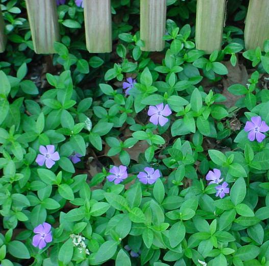 Vinca minor blauw - bleu Vinca minor blauw - bleu