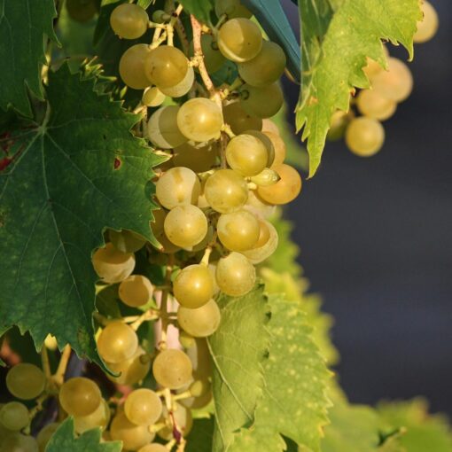Vitis 'Moscatel' Vitis 'Moscatel'