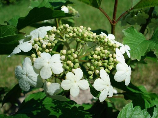 Viburnum opulus 'Compactum' Viburnum opulus 'Compactum'