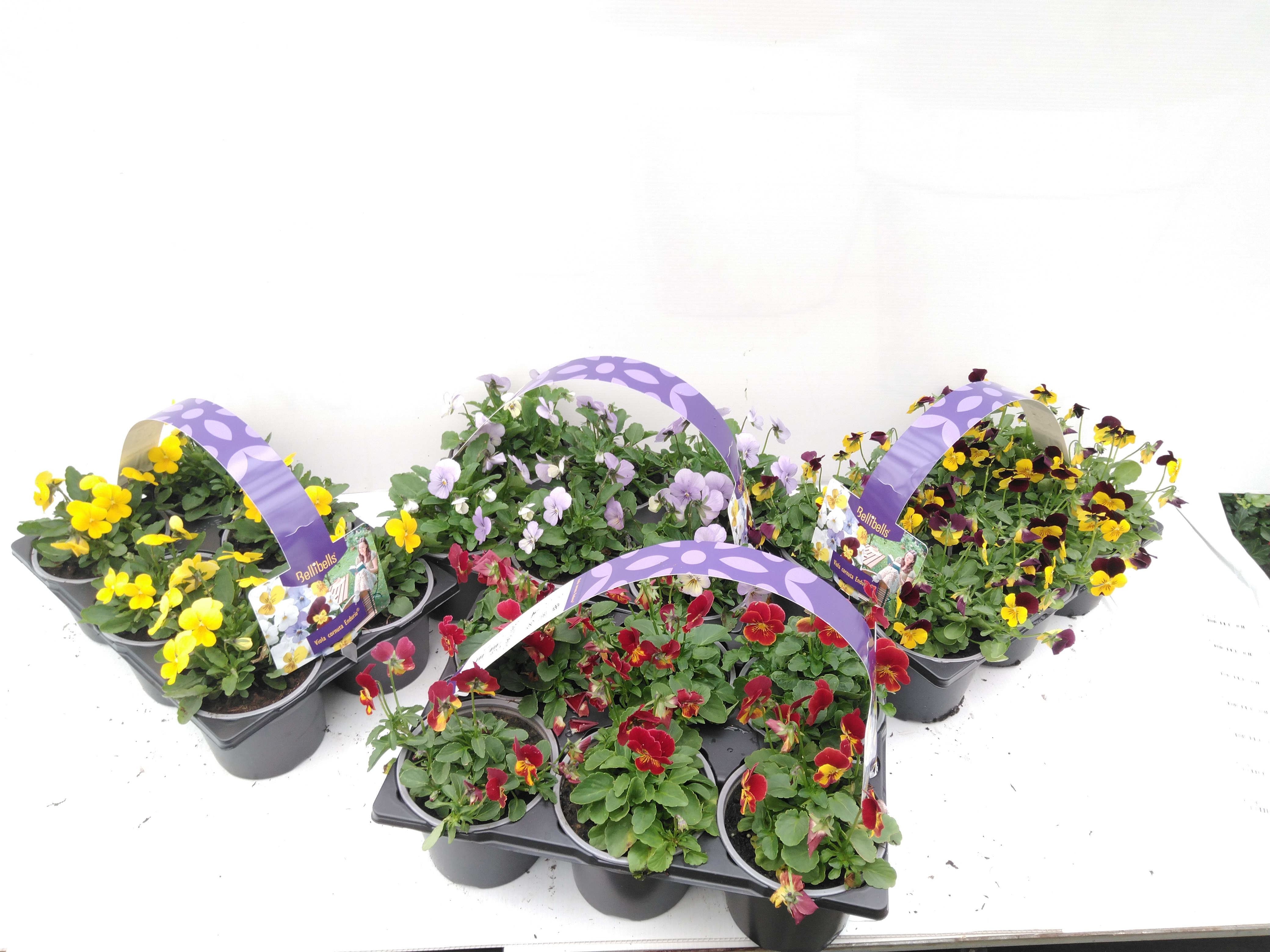 Viola endurio 6-pack Viola endurio 6-pack
