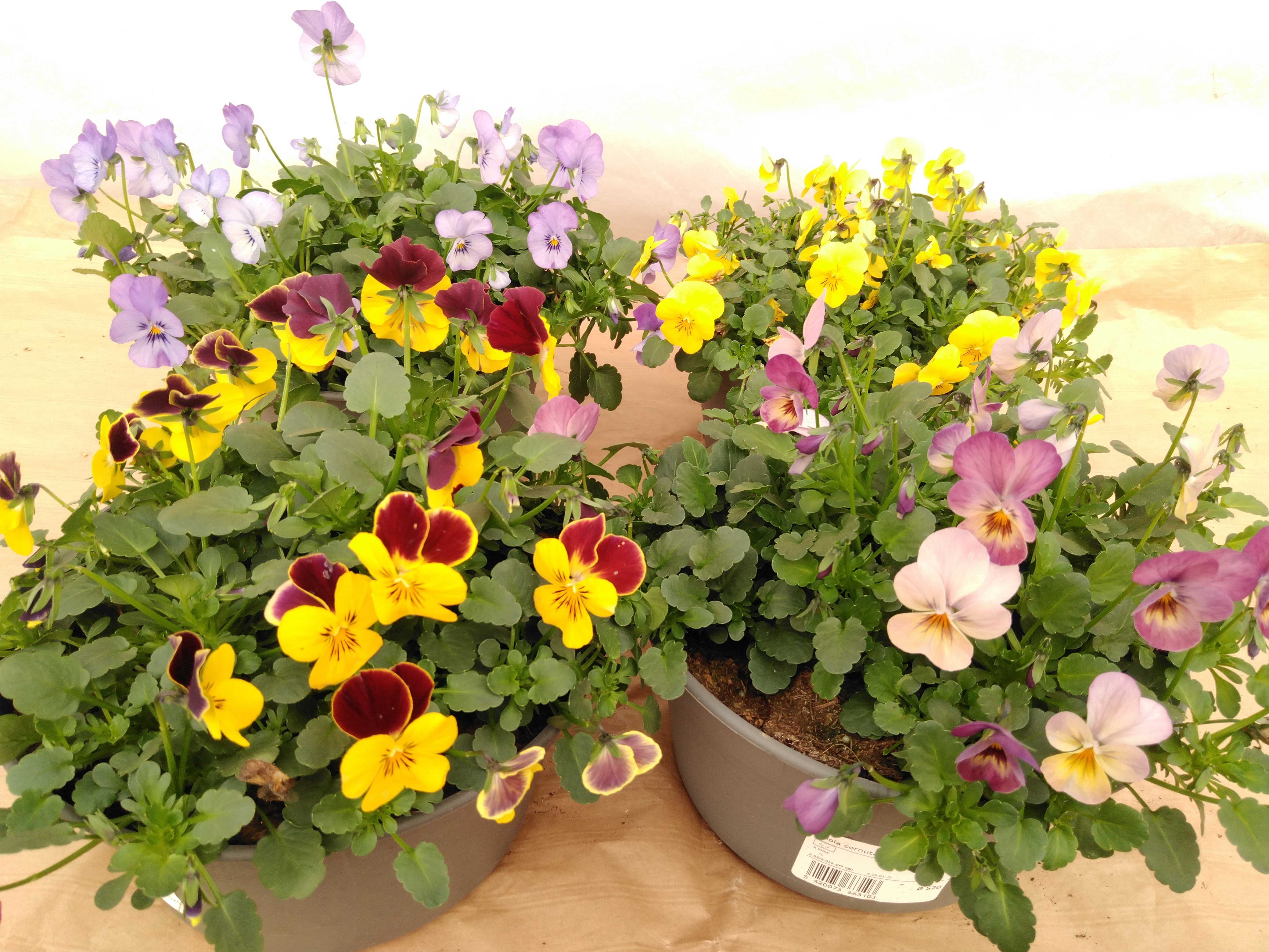 Mix van Viola Endurio in een schaal  20 cm