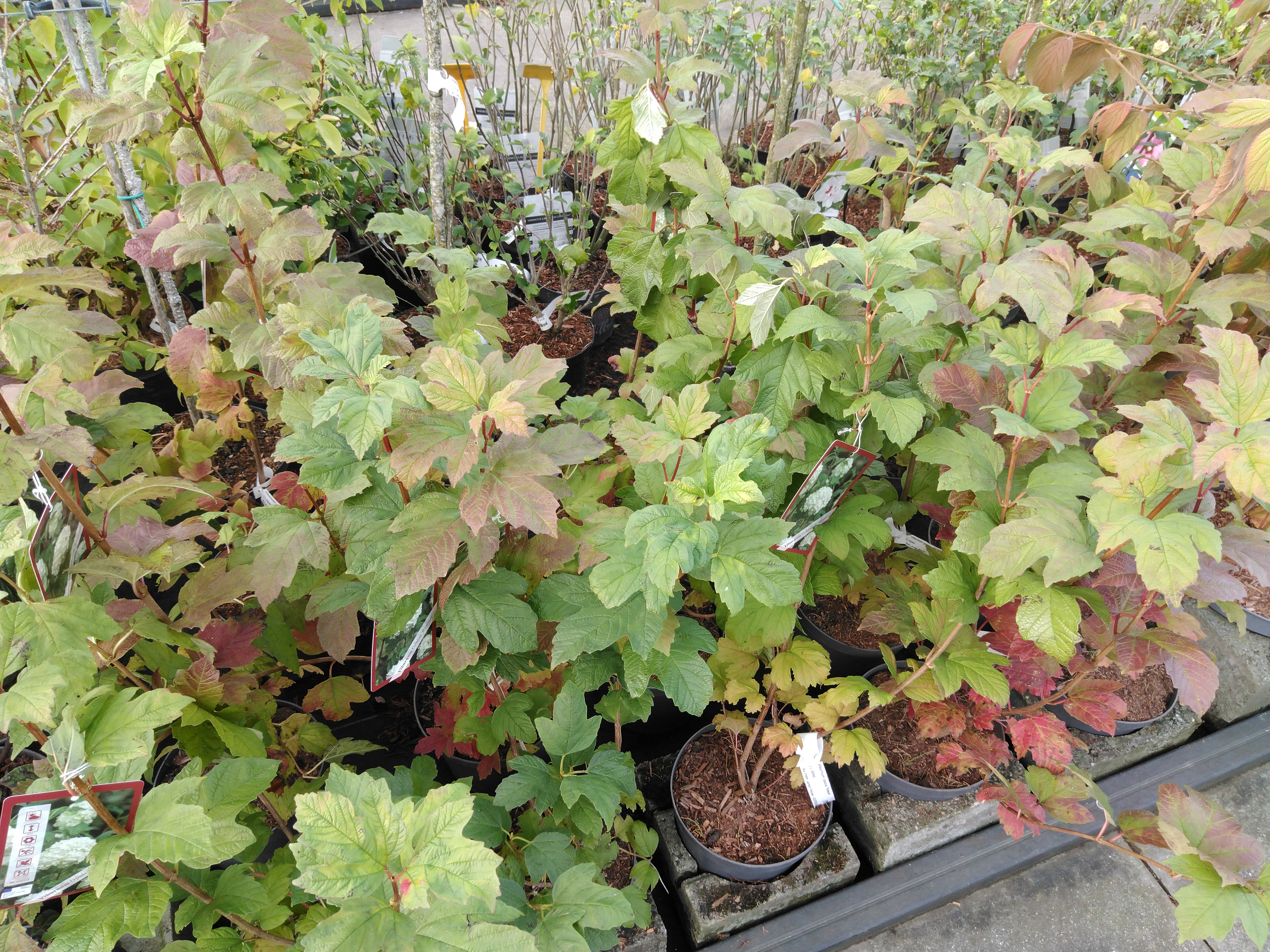 Viburnum opulus 'Roseum' Viburnum opulus 'Roseum'