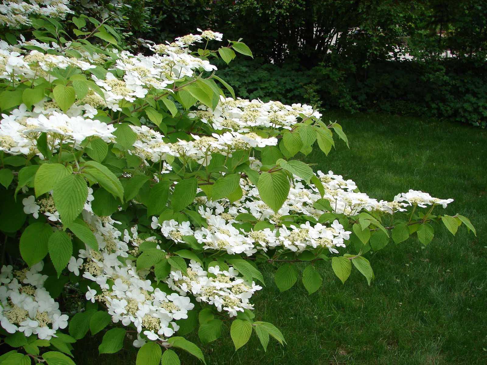 Viburnum plicatum 'Cascade' Viburnum plicatum 'Cascade'