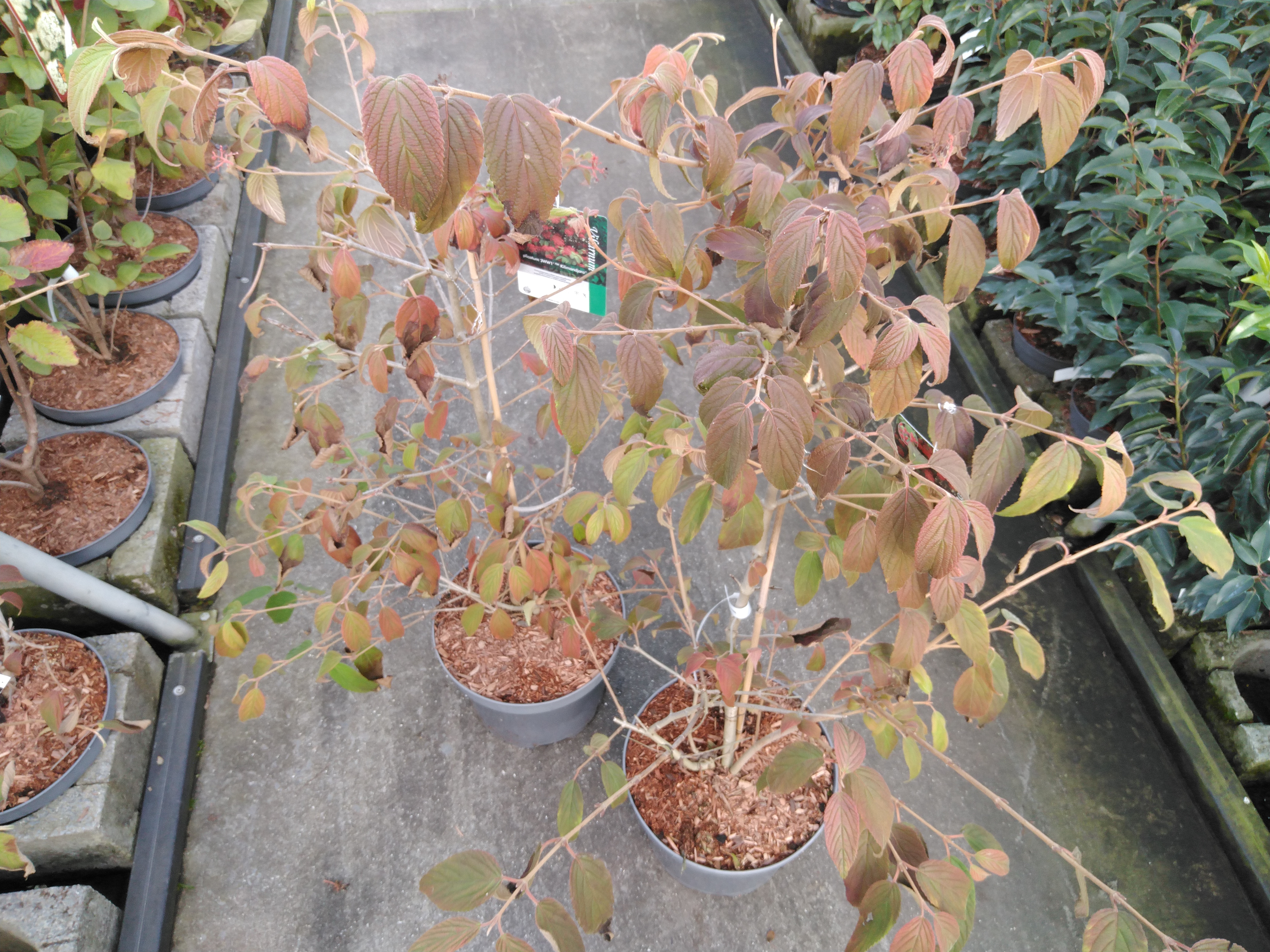 Viburnum plic. 'Kilimandjaro'
