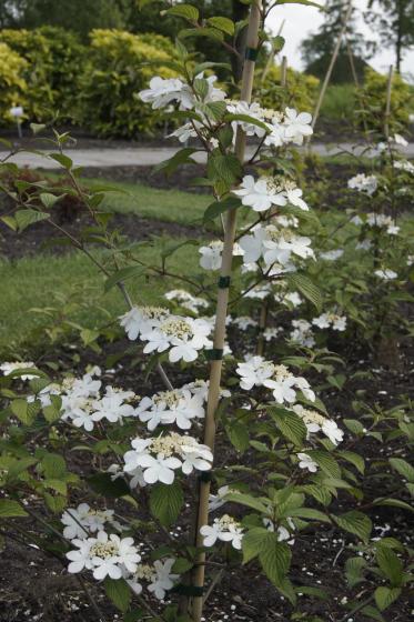 Viburnum plic. 'Kilimandjaro'
