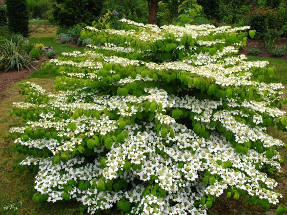 Viburnum plicatum 'Mariesii' Viburnum plicatum 'Mariesii'