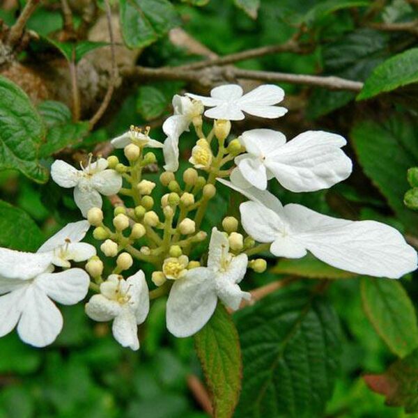 Viburnum plicatum 'Summer Snowflake' Viburnum plicatum 'Summer Snowflake'