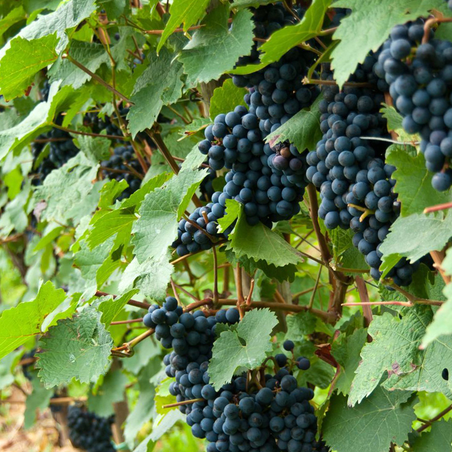Vitis 'Solara'