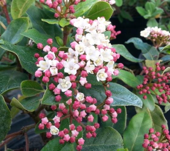 Viburnum tinus 'Eve Price' Viburnum tinus 'Eve Price'