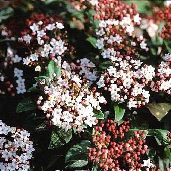 Viburnum tinus 'Gwenlian' Viburnum tinus 'Gwenlian'
