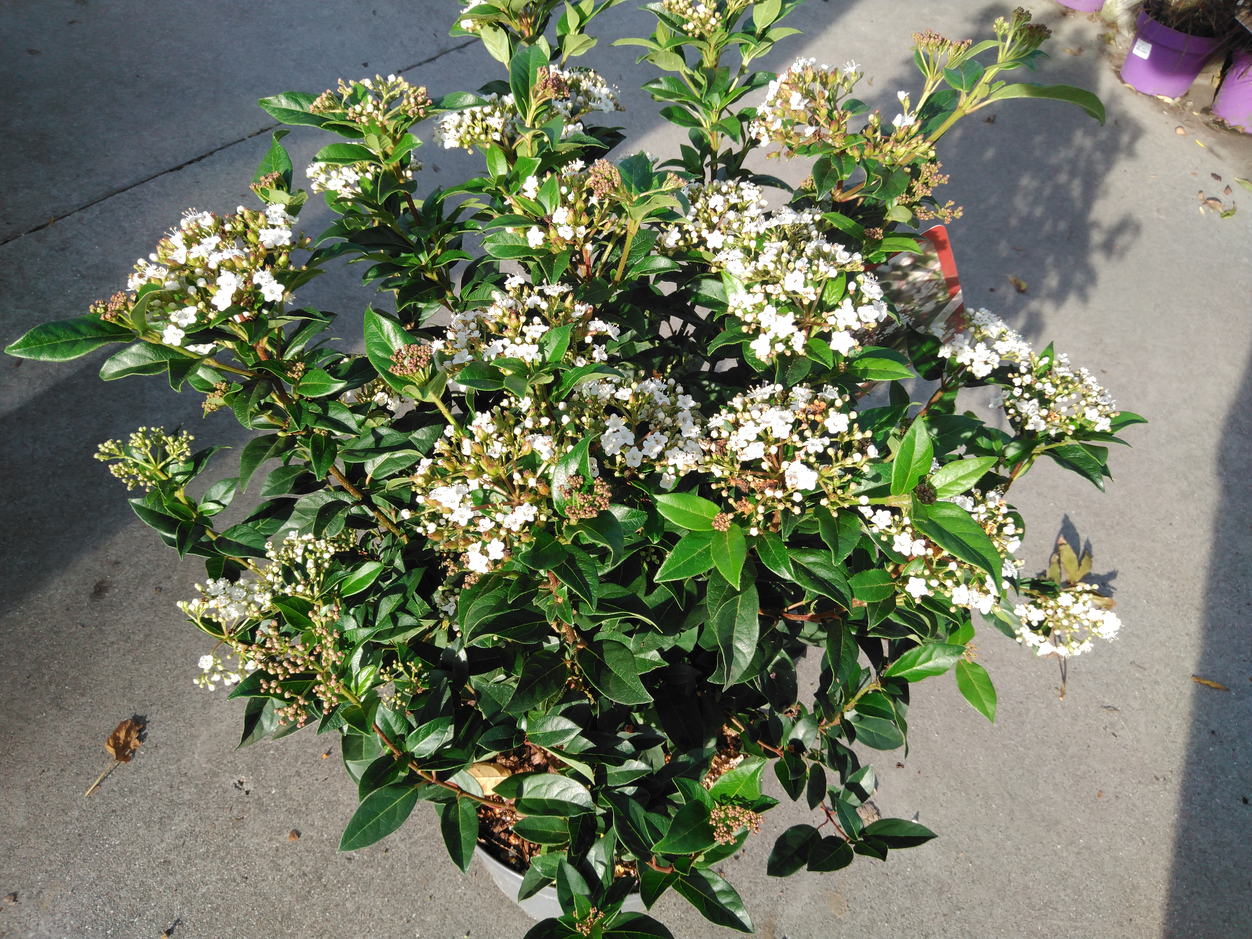 Viburnum tinus