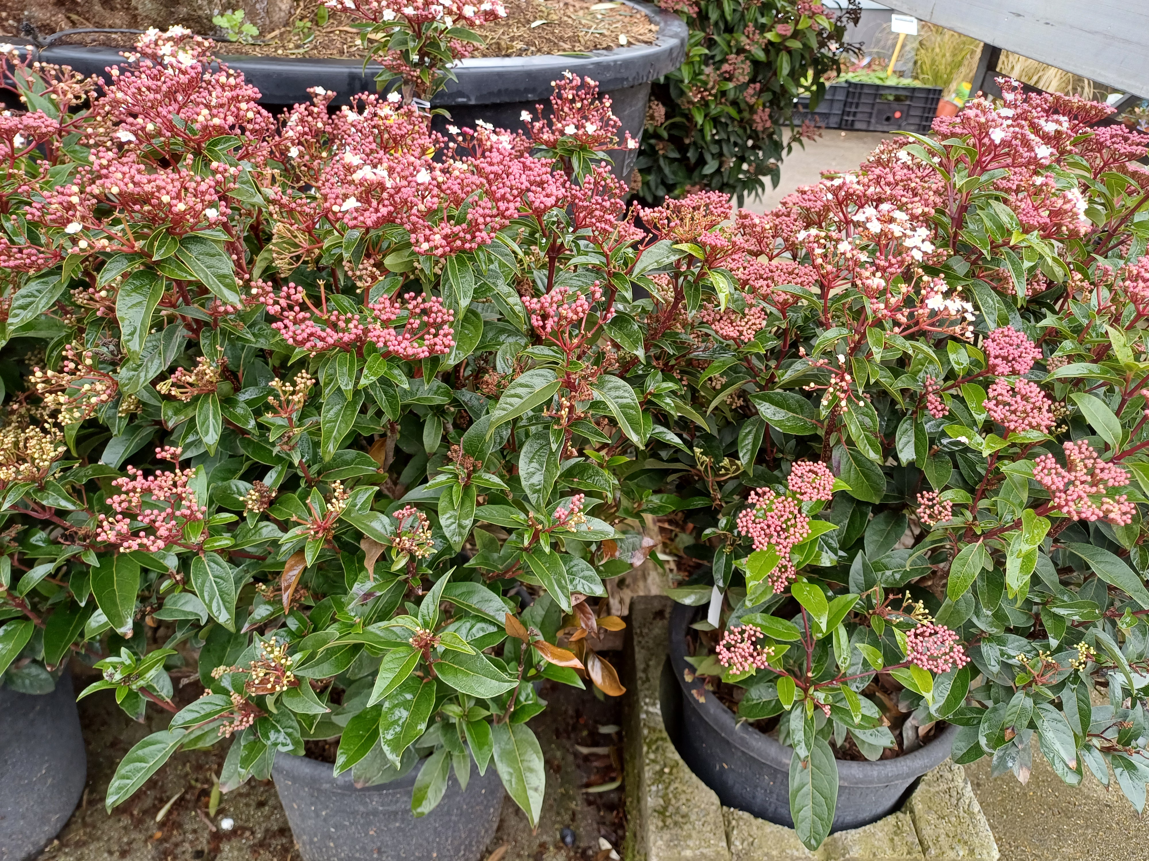 Viburnum tinus