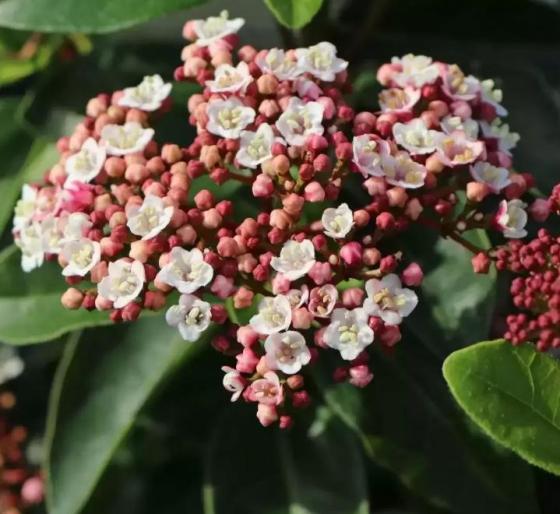 Viburnum Tinus ´Lisa Rose´