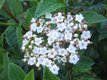 Viburnum tinus 'Quimper' Viburnum tinus 'Quimper'