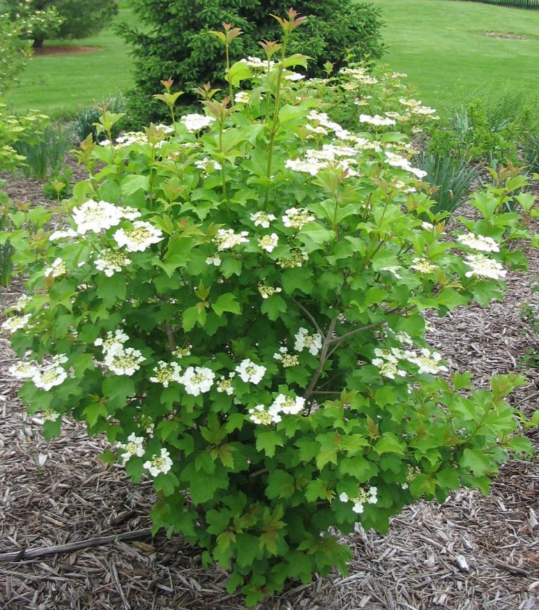 Viburnum trilobum 'Wentworth'  ®