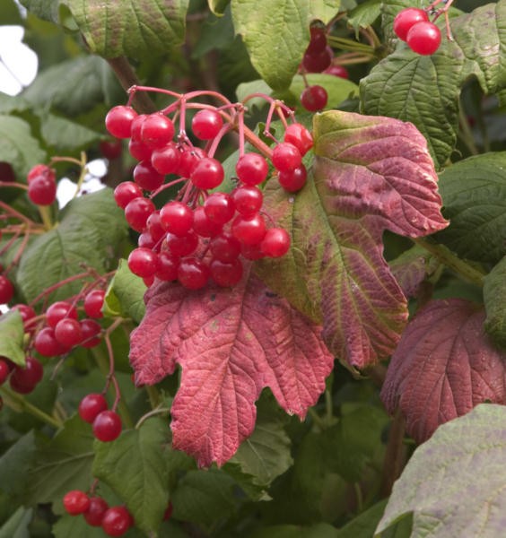 Viburnum trilobum 'Wentworth'  ®