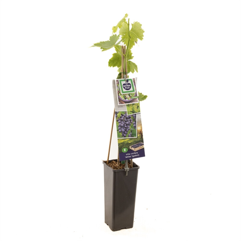 Vitis vinefera 'Attika'