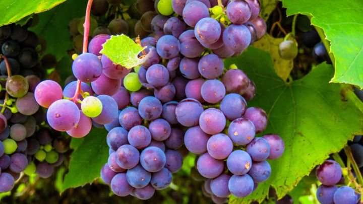 Vitis vinefera 'Attika'