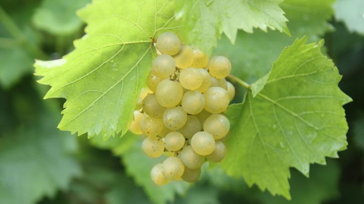 Vitis vinifera Bianca