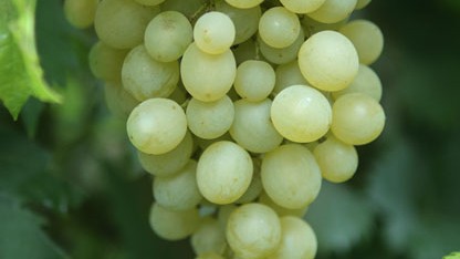 Vitis vinifera Fanny