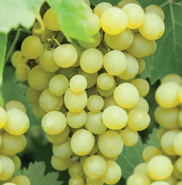 Vitis vinifera Fanny