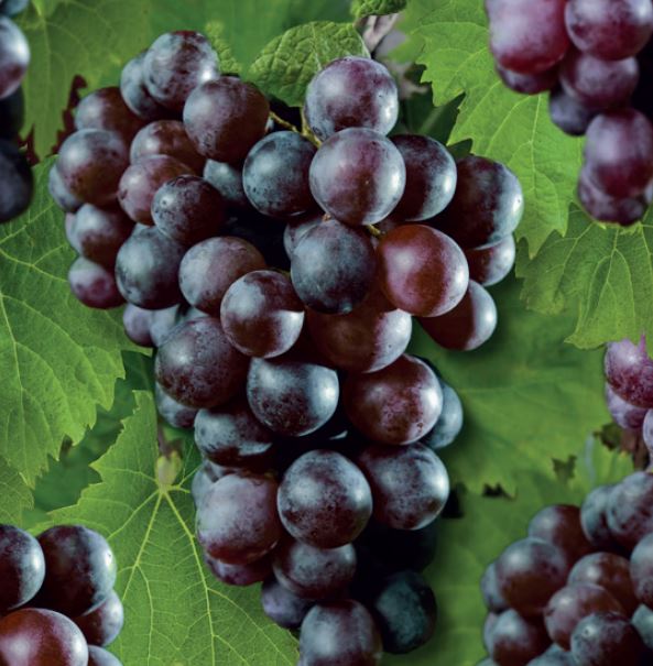Vitis vinifera Heike