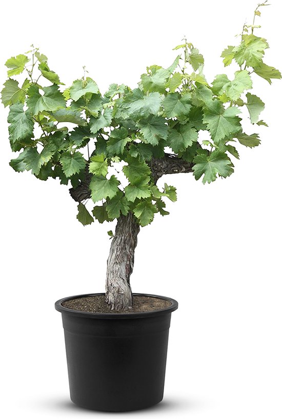Vitis vinifera 'Bonsai'  