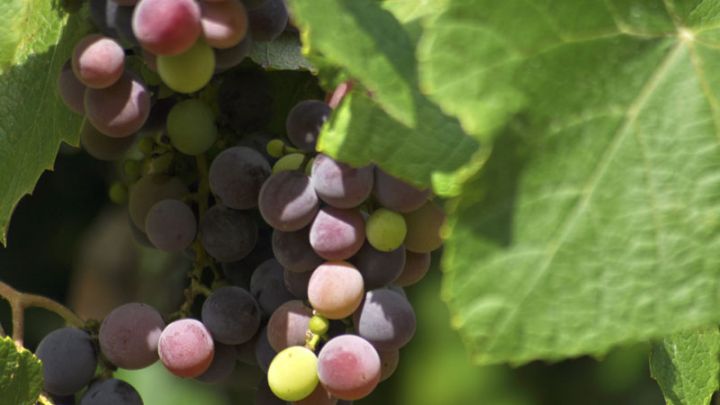 Vitis vinifera Isabella (geënt) Vitis vinifera Isabella (geënt)