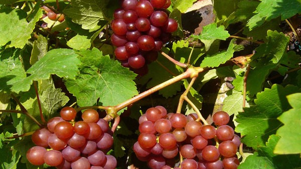 Vitis vinifera Katharina
