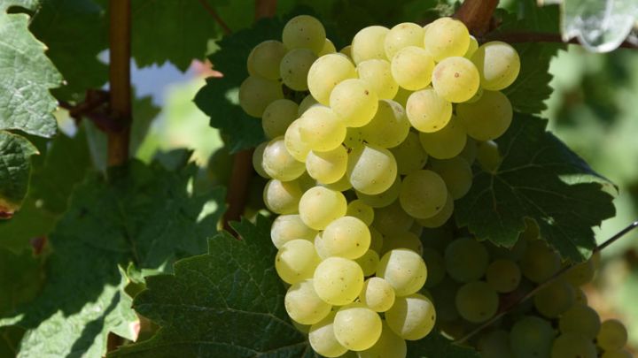 Vitis vinifera Lakemont (geënt)