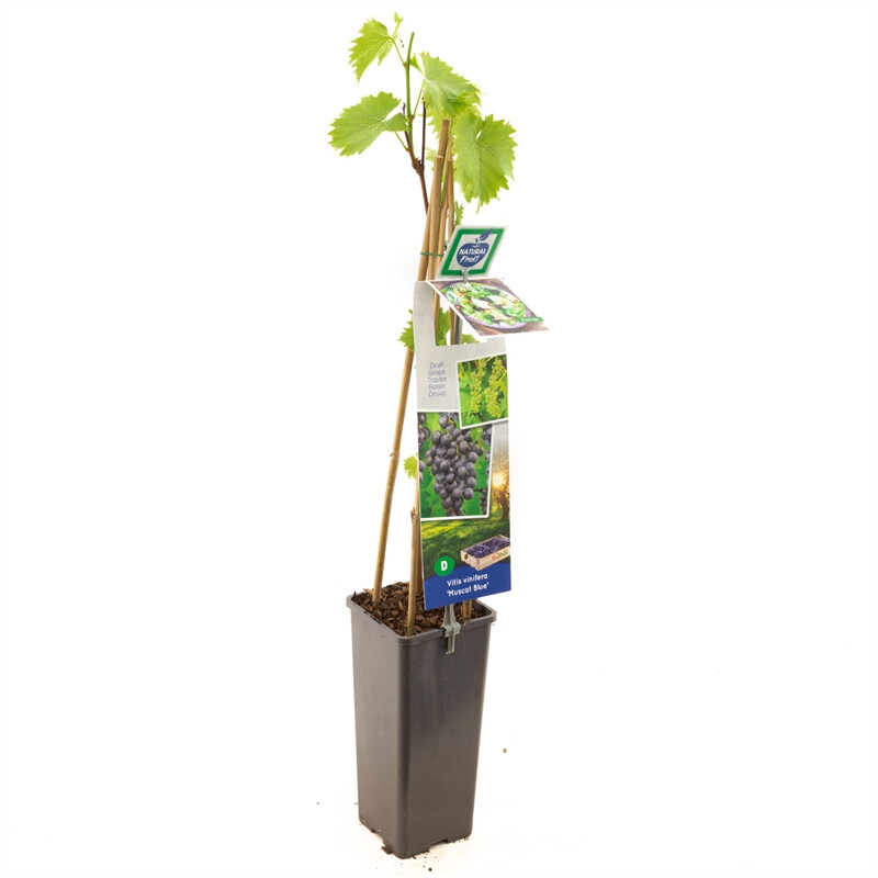Vitis vinifera Muscat Blue