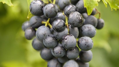 Vitis vinifera Muscat Blue