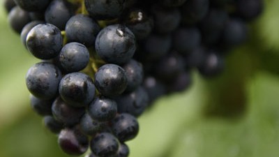 Vitis 'Regent' Vitis 'Regent'