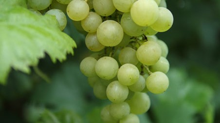 Vitis 'Solaris'