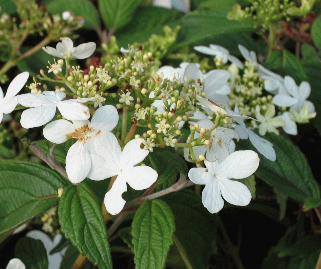 Viburnum plicatum 'Watanabe' Viburnum plicatum 'Watanabe'