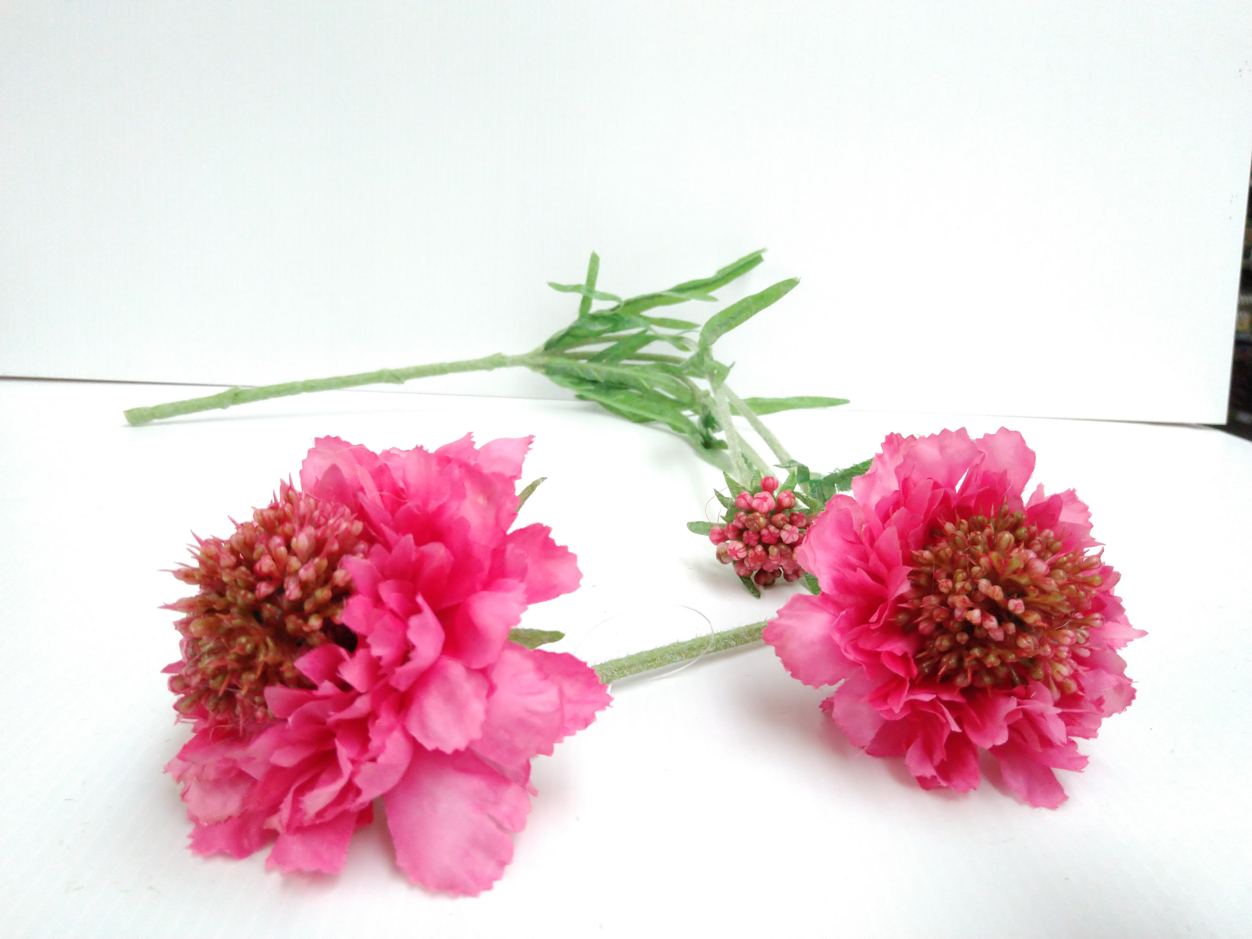 Scabiosa"Ruth"2 bl.,1 bud, pink