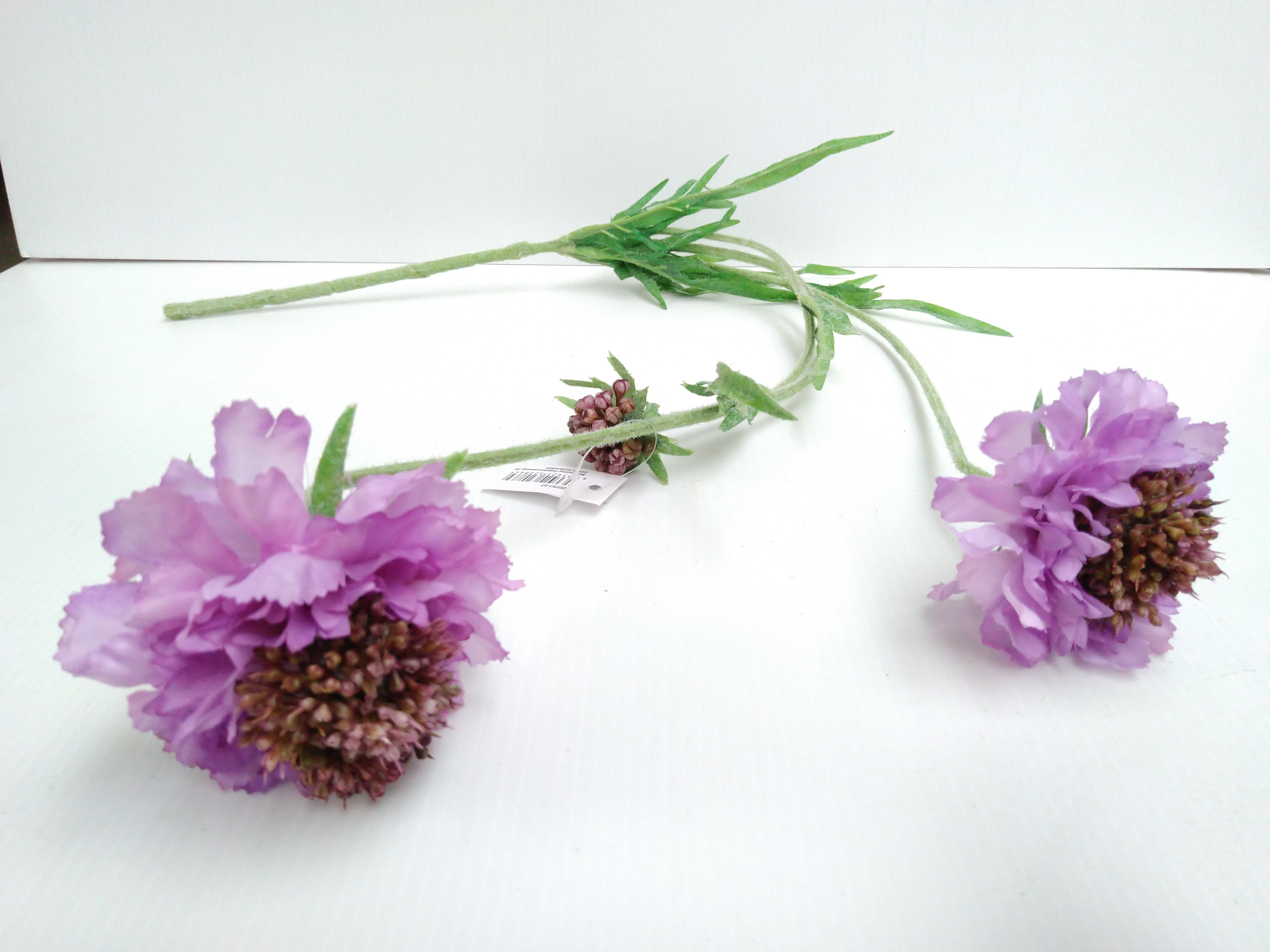 Scabiosa"Ruth"2Bl,1Kn, lila