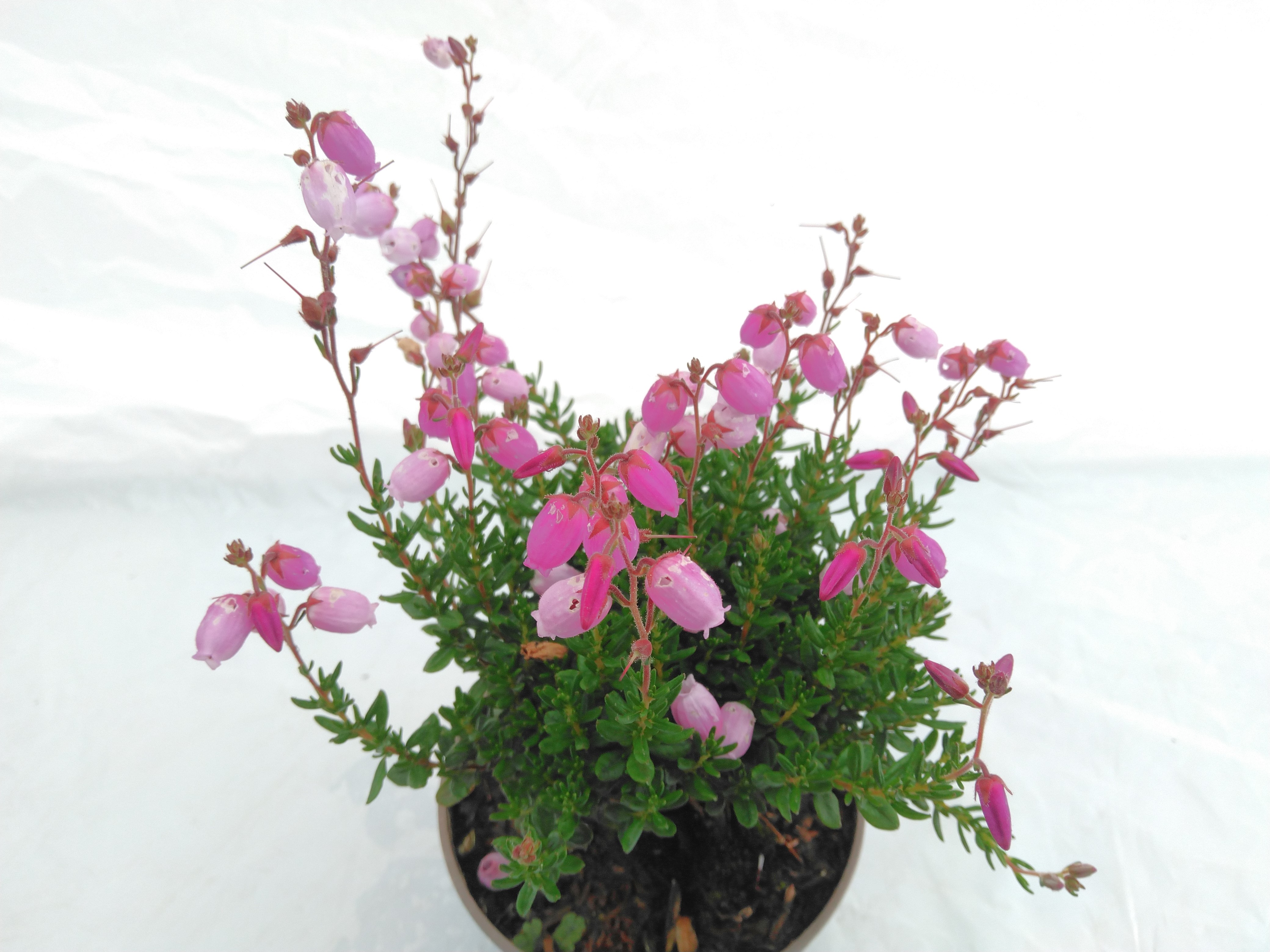 DABOECIA IRISH PRINCES VIOLET